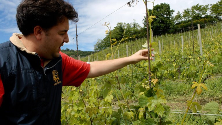 Fun Fact Friday: Trediberri Cru
