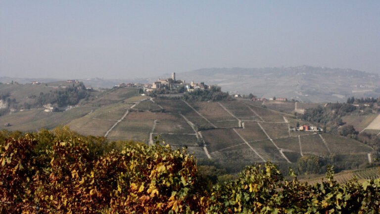 Dolcetto – the often forgotten grape in Piemonte