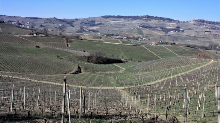 Barbera @ Vinmonopolet