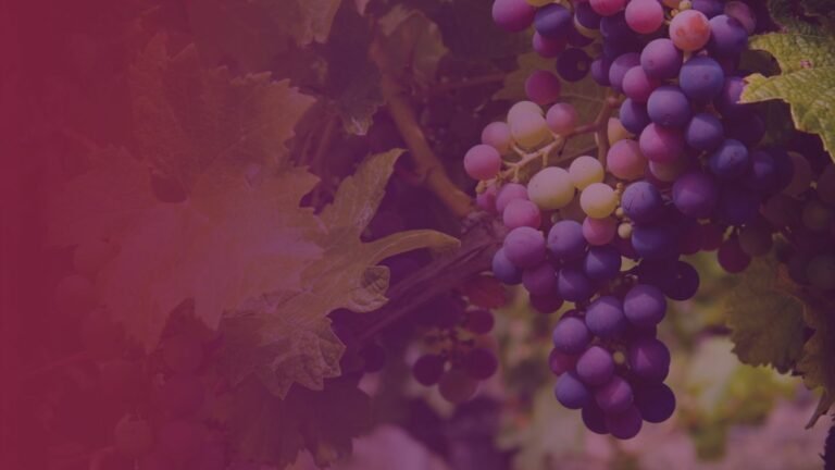 Biodynamic, Organic or Natural?