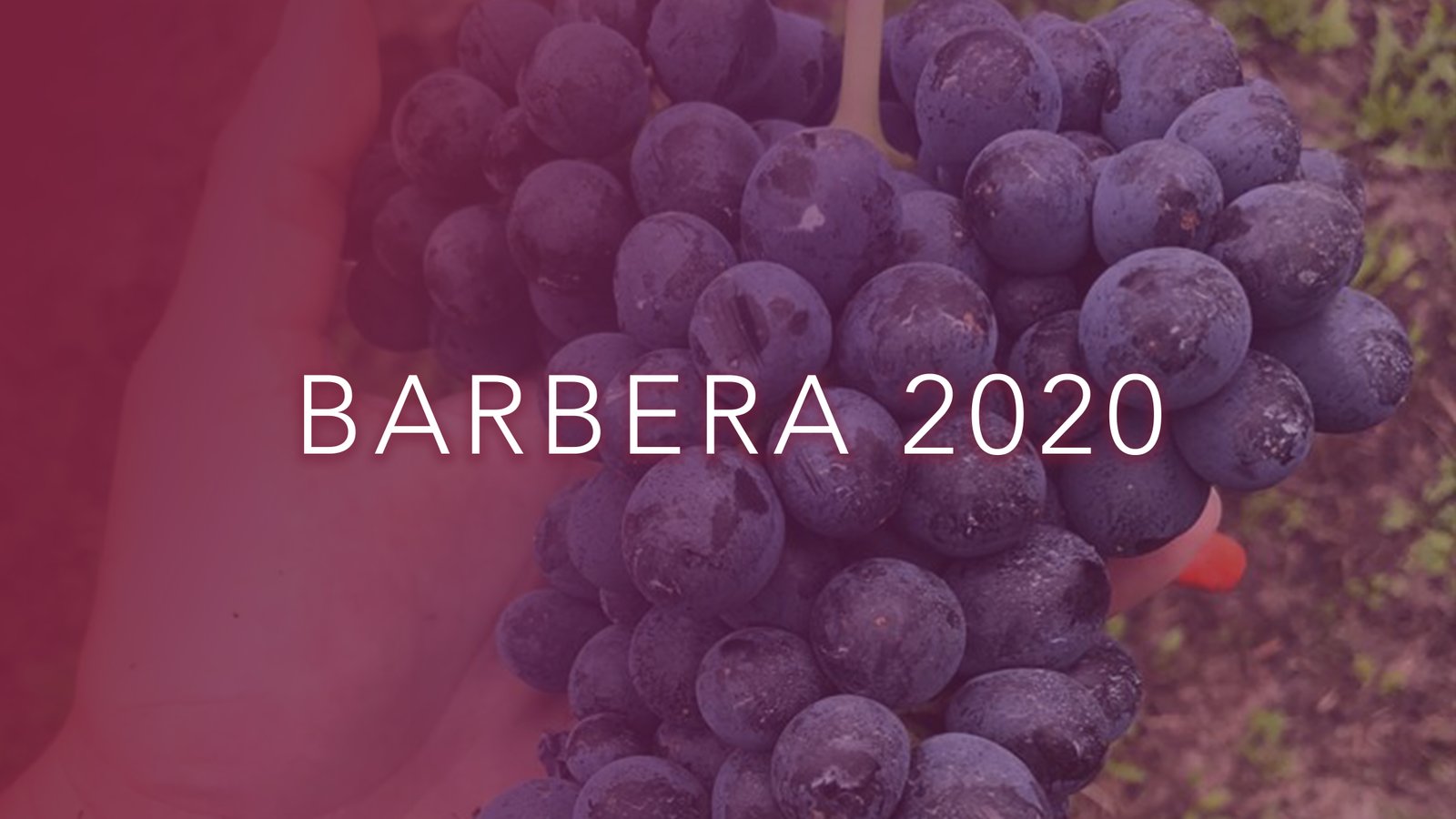 Barbera 2020
