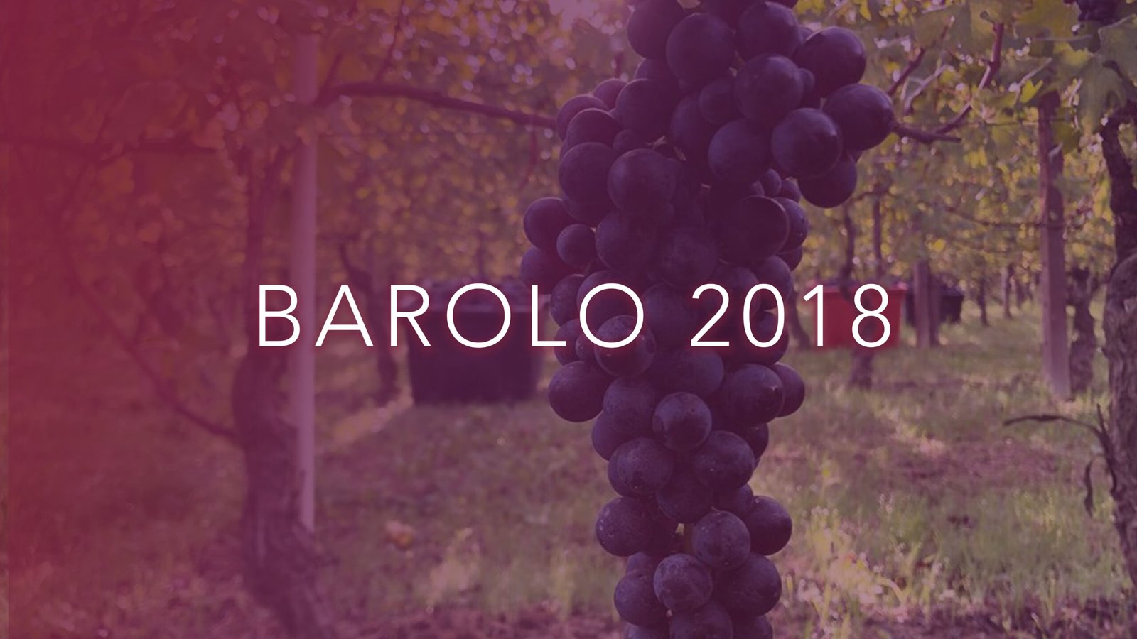 Barolo 2018