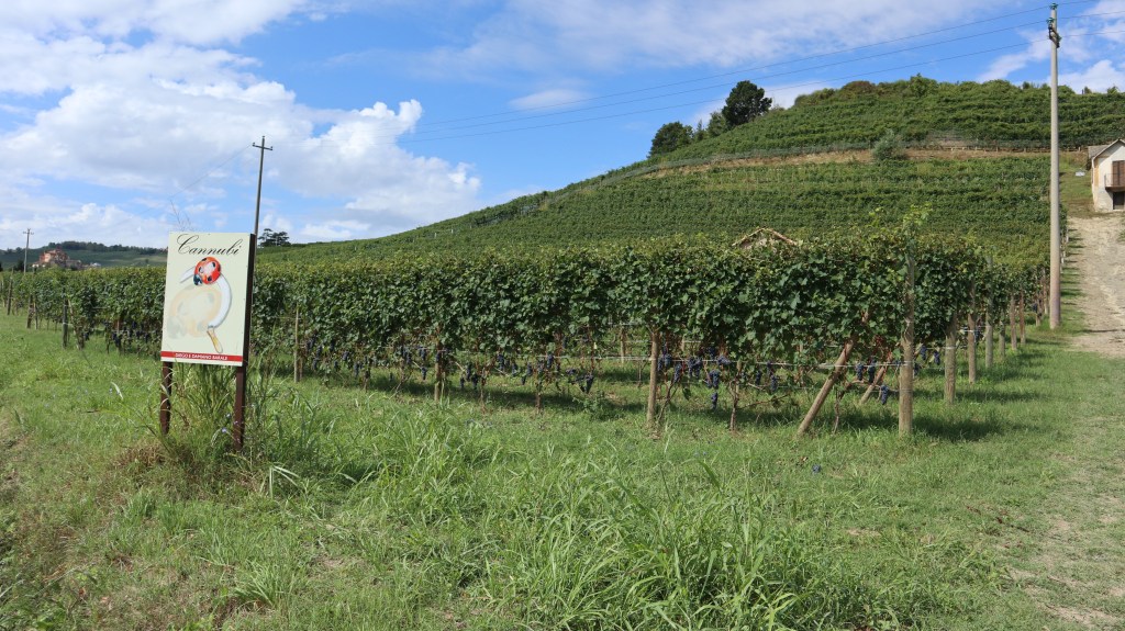 Picture of Cannubi, the location of the CannuBio project.