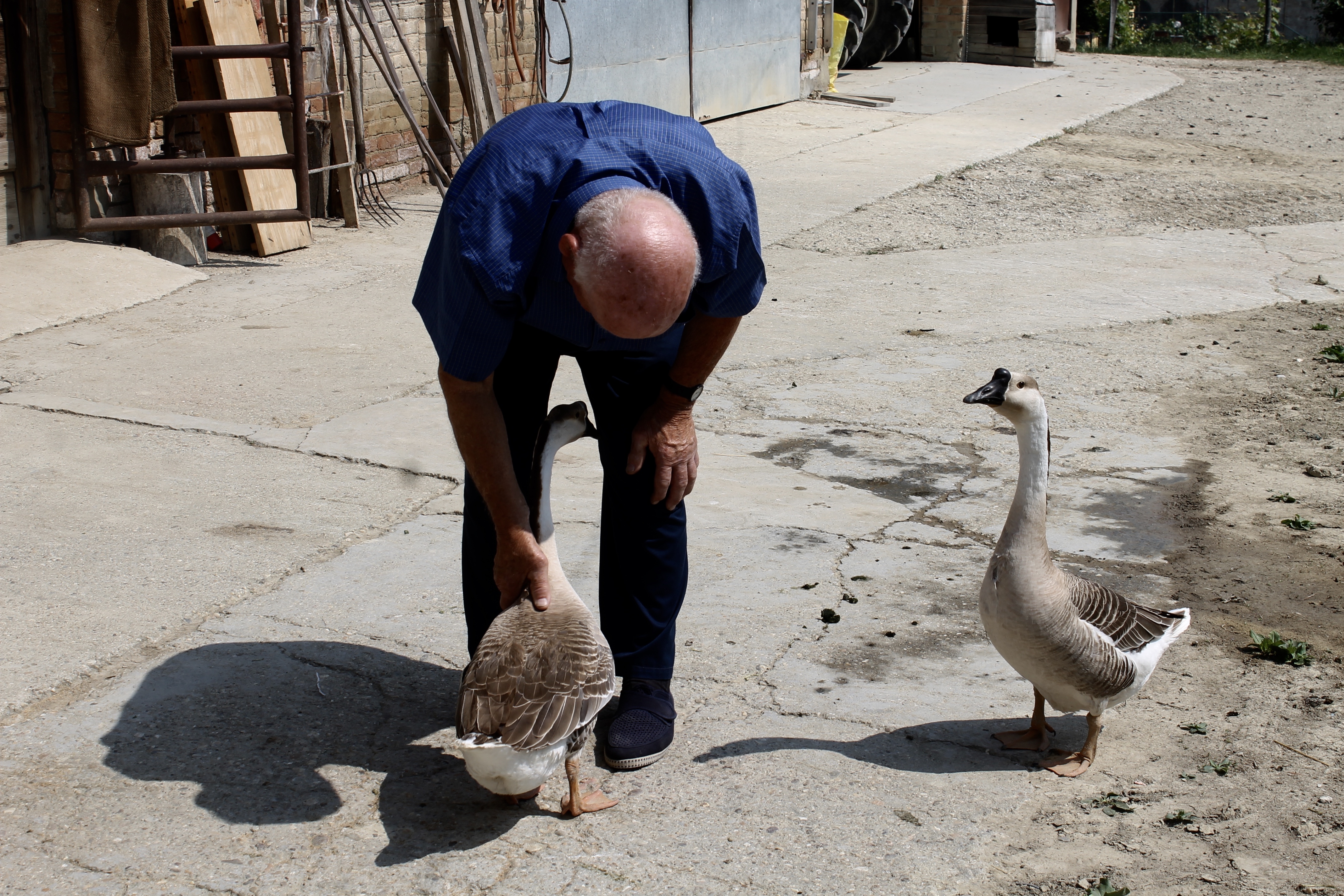 Giovanni Corino and the Geese