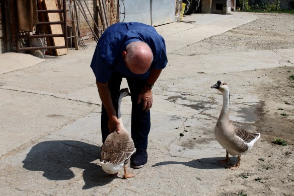 Giovanni Corino and the Geese