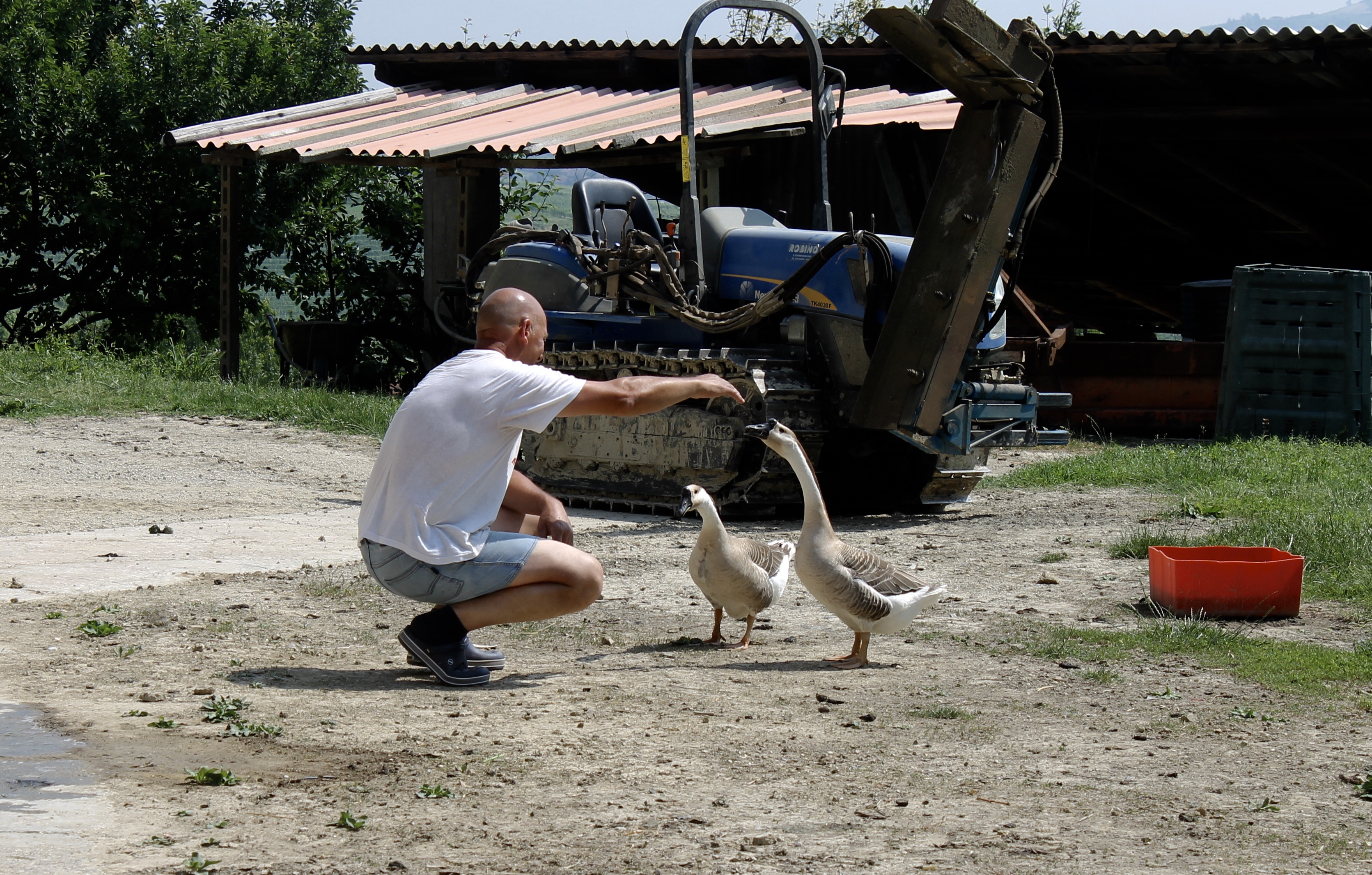 Giuliano Corino and the Geese
