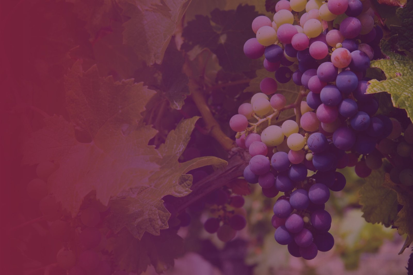Piemontegirl vineyard